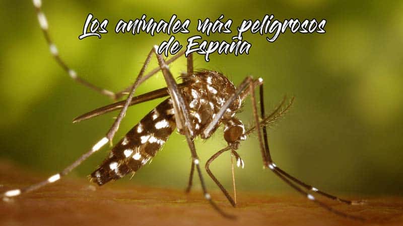 animales-mas-peligrosos-de-espana