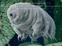 que-son-los-tardigrados