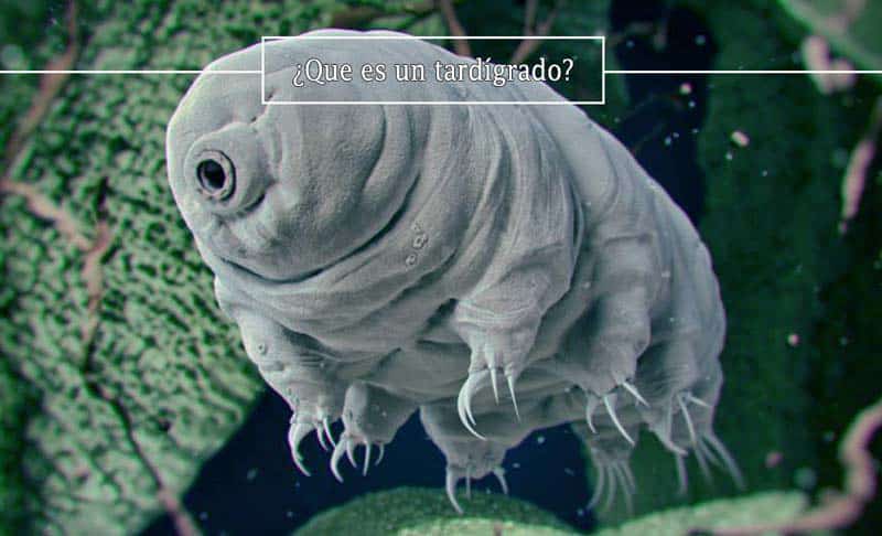 que-son-los-tardigrados