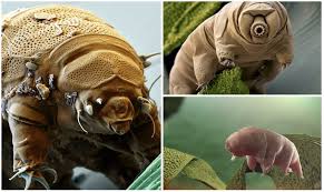 tardigrados o oso de agua